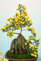 Chrysanthemum bonsai with yellow blooms, trained to grow with the roots on a rock, at the Autumn Festival in Hibiya Park, Tokyo, Japan.
