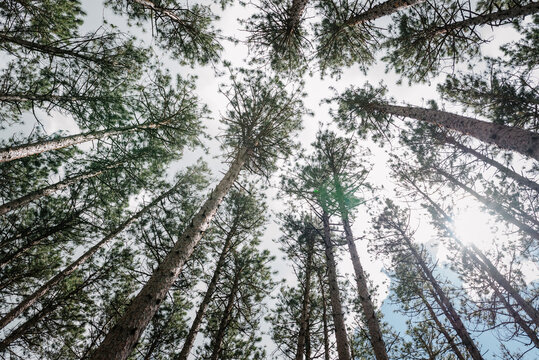 Canopy of pine trees - Powered by Adobe