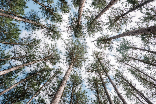 Tall pine canopy towards the sky - Powered by Adobe