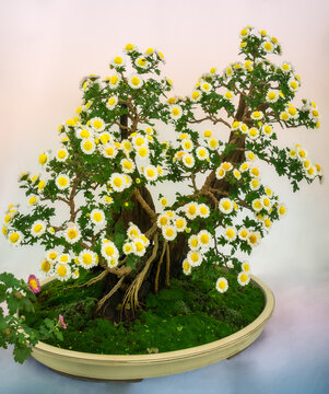 Flowering Chrysanthemum bonsai form the daisy family trained to grow  on a piece of driftwood at the Autumn Festival in Hibiya Park, Tokyo, Japan.