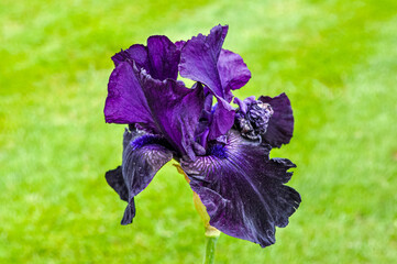 Closeup of a beautiful purple iris flower