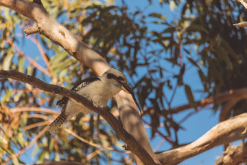 A Laughing Kookaburra eating a snake