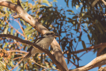 A Laughing Kookaburra eating a snake