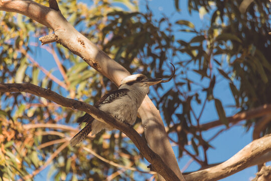 Kookaburra Snake Images – Browse 89 Stock Photos, Vectors