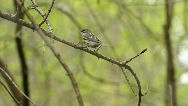 Yellow rumpled warbler Setophaga Coronata bird sitting on woodland tree branch flying down out of shot