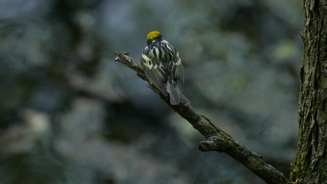 Yellow rumpled warbler Setophaga Coronata bird sitting on broken tree branch overlooking rainy river lake water