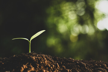 Seedlings are growing from fertile soil.