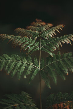 Fern shape close up