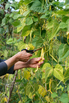 Gardener harvesting yellow runner beans