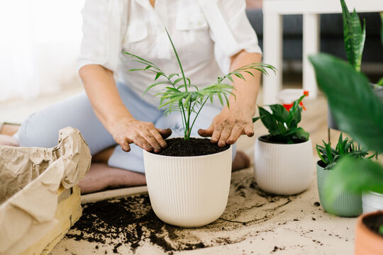 Close up image of woman planting flowers at home