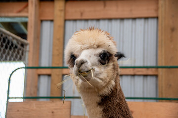 An alpaca munches on a mouthful of hay in its den at the Kickin' Back Alpaca Ranch near Flesherton, Ontario.
