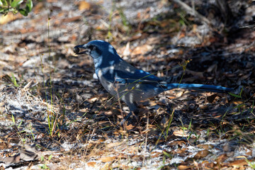 Florida scrub jay with a nut in its mouth