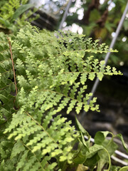 close up of fern leaves