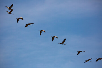 Obraz premium Common cranes flying to breeding grounds, seasonal spring bird migration