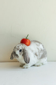 Funny photo of rabbit and tomato 