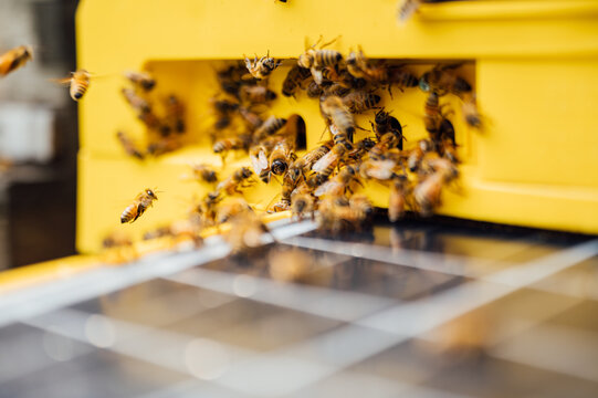 Bees return to the beehive