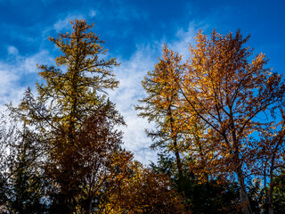 Fototapeta na wymiar The Autumn Colors of a Larch Tree in Glacier National Park