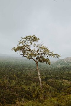 A tall tree on a mountain ridge covered with bushes . View from Imesi Ile in Osun State, Nigeria
