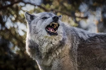 Deurstickers Image of a large timber wolf snarling and baring his impressive teeth. The viewer gets a clear understanding of how ferocious this predator is. © Brian