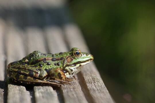 Green frog in profile
