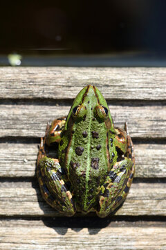 Green frog on edge of pond