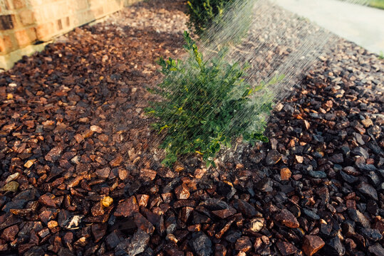 Water spraying on top of boxwood bush. 