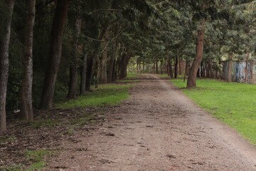 In the forest