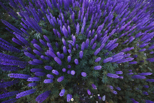 Purple flower field.