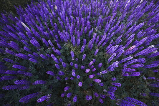 Lupine field