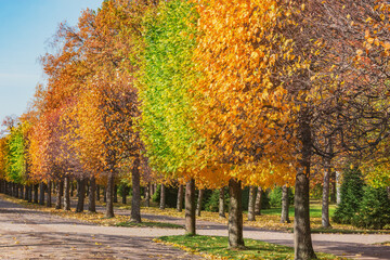 Naklejka premium Path in the city park at autumn morning.