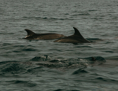 Dolphins