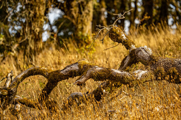 Tree branch in a field