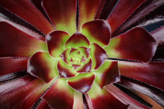 Aeonium plant macro