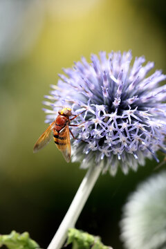 hornet mimic hoverfly
