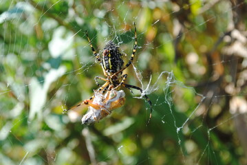 Argiope aurantia or yellow garden spider wrapping up a snack for later