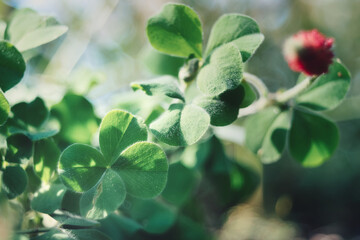 四つ葉のクローバー / Four-leaf clover
ベニバナツメクサ(クリムゾンクローバー)の四つ葉です。