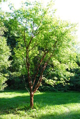 Acer griseum, or paperbark maple tree with beautiful cinnamon colored peeling bark.