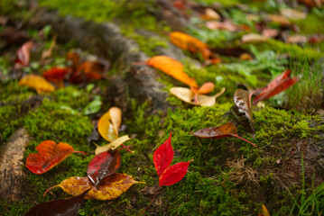 紅葉 / Autumn leaves
苔の上のハート型の紅葉です。