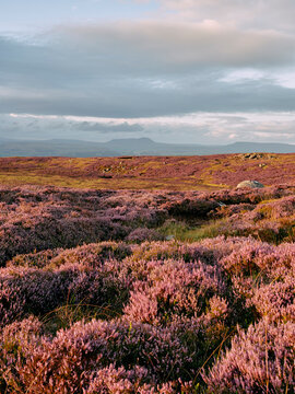Wild heather at sunset in Forest of Bowland