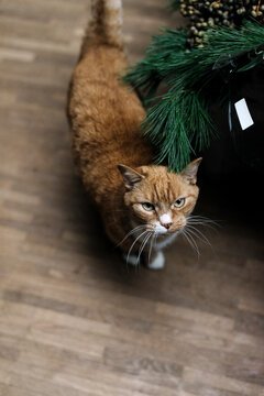 Cat and a Christmas tree