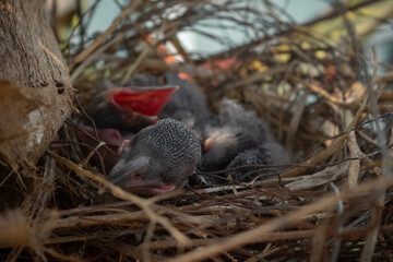 New born Baby crow is lying in the nest and hatching waiting for their mother for food.