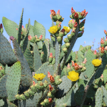Beautiful Flowering Prickly Pear Cactus