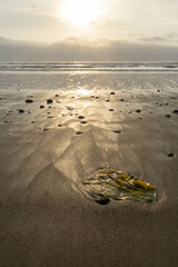 A piece of plastic polluting the sand on the beach during sunset 