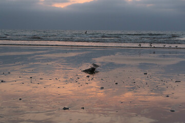 Small bird on the beach after sunset with beautiful colors in the sky and it's reflexion