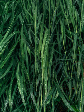 Wet grass.
