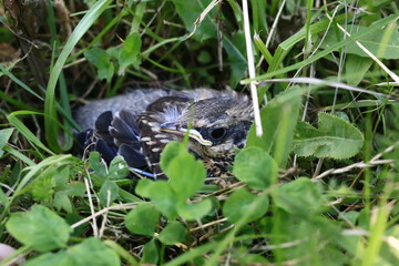 Nestling bird in the grass. Yellow-beaked nestling starling sits in the grass and waiting for parents. Thrown out of the nest to learn to fly.