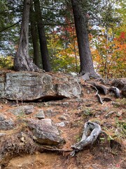 trees and roots among the rocks and a ground covered with pine thorns in the forest at the fall, autumn in a nature park