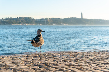 Bird looking at the sea in Lisbon, Portugal