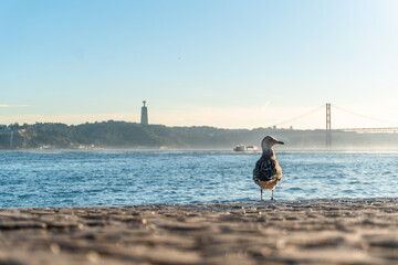 Bird looking at the sea in Lisbon, Portugal