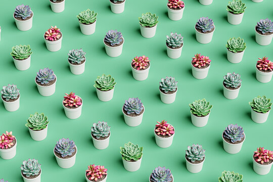 Succulent plants background